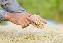 Ist Bio-Kaffee der bessere Kaffee?