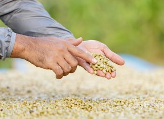 Ist Bio-Kaffee der bessere Kaffee?