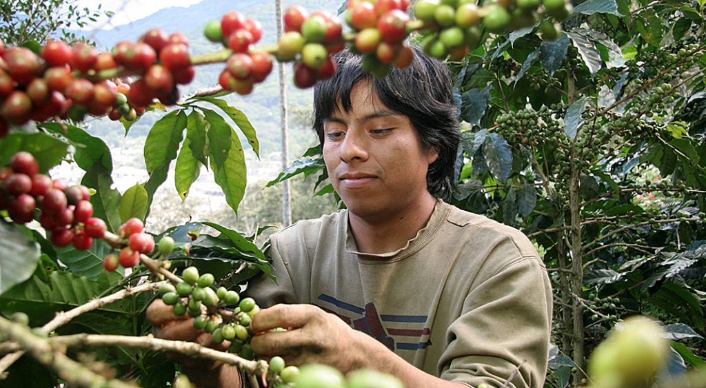 bio-kaffee-ernte per hand