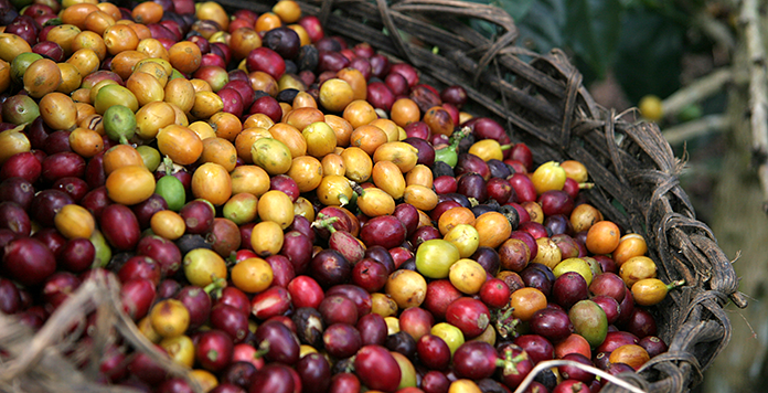 Kaffeekirschen bei der Ernte