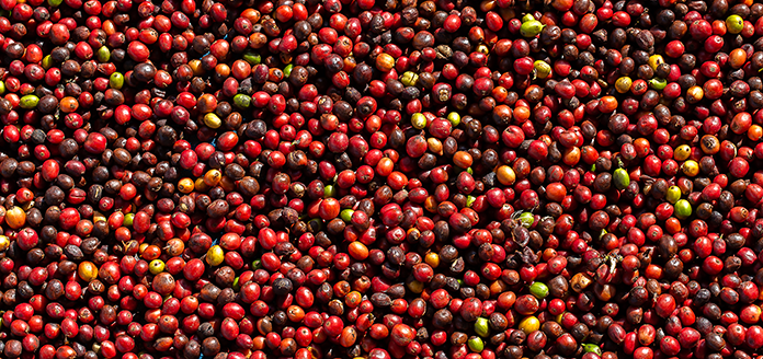 ernte und aufbereitung von kaffeekirschen
