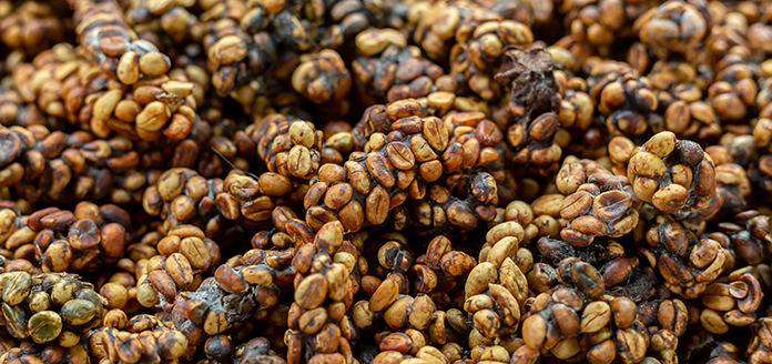 katzenkaffee kopi luwak