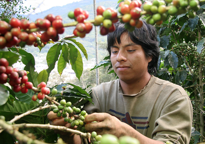 kaffeebauer beim pflücken von kaffeekirschen