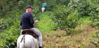 kaffeeroester stefan bracht auf pferd