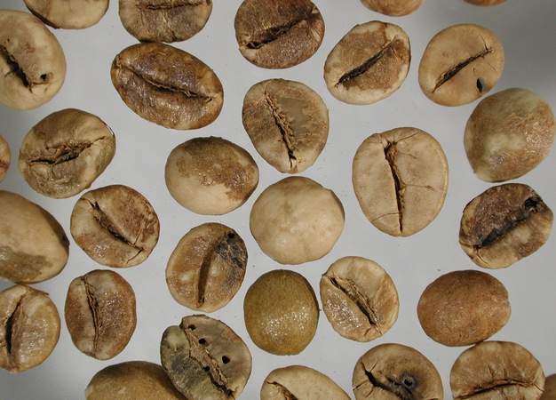 Kamerun_Robusta_roh