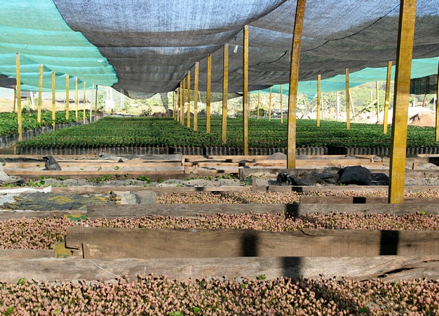 Nursery