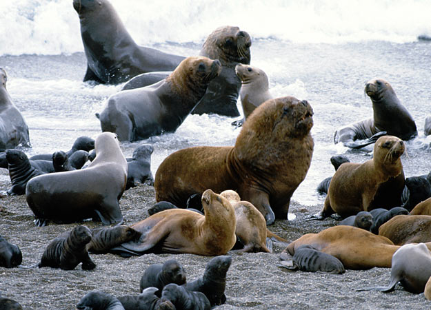 galapagos-inseln-seeloewen